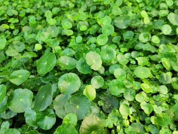 Full frame shot of raindrops on leaves