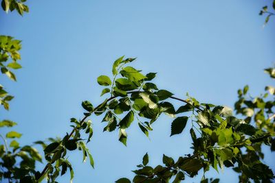 Low angle view of trees against clear sky