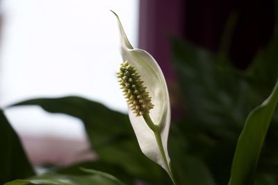 Close-up of white flowering plant