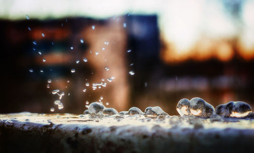 Close-up of crab in water