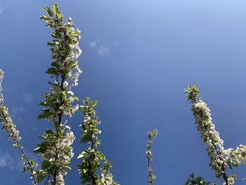 Low angle view of flowering tree against blue sky