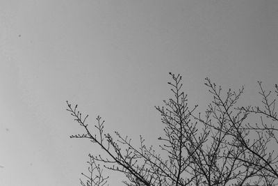 Low angle view of bare trees against clear sky