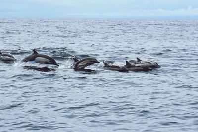 Ducks swimming in sea against sky