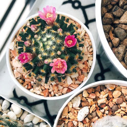 High angle view of potted plants on table