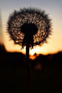 Close-up of silhouette flower against sky at sunset