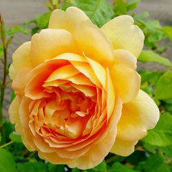 Close-up of flower blooming outdoors