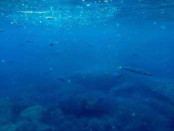 Fish swimming in water