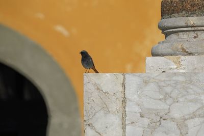 Redtail on the marble. 