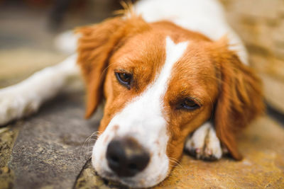 Close-up portrait of dog