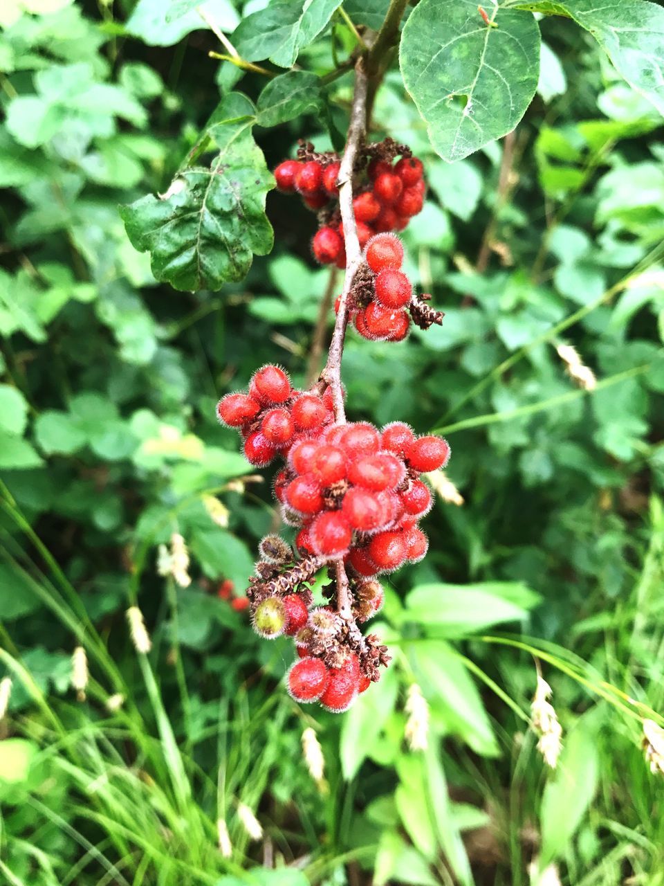 red, fruit, growth, food and drink, berry fruit, nature, growing, outdoors, focus on foreground, green color, beauty in nature, day, freshness, plant, no people, rowanberry, rose hip, food, close-up, tree, healthy eating