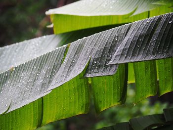 Close-up of wet leaves during rainy season