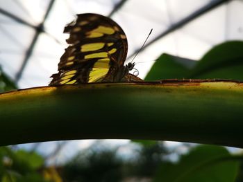 Close-up of butterfly on leaf