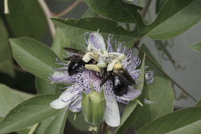 Close-up of bee on purple flower