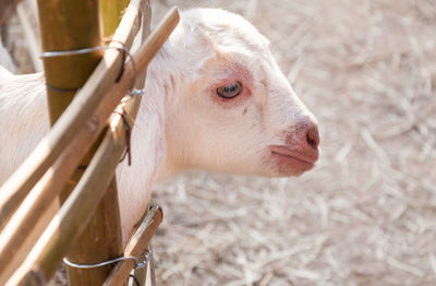 Close-up of cow in pen