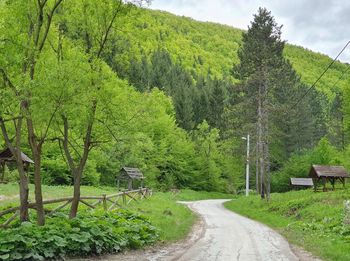 Road amidst trees and plants