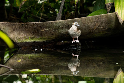 Close-up of bird perching on wood