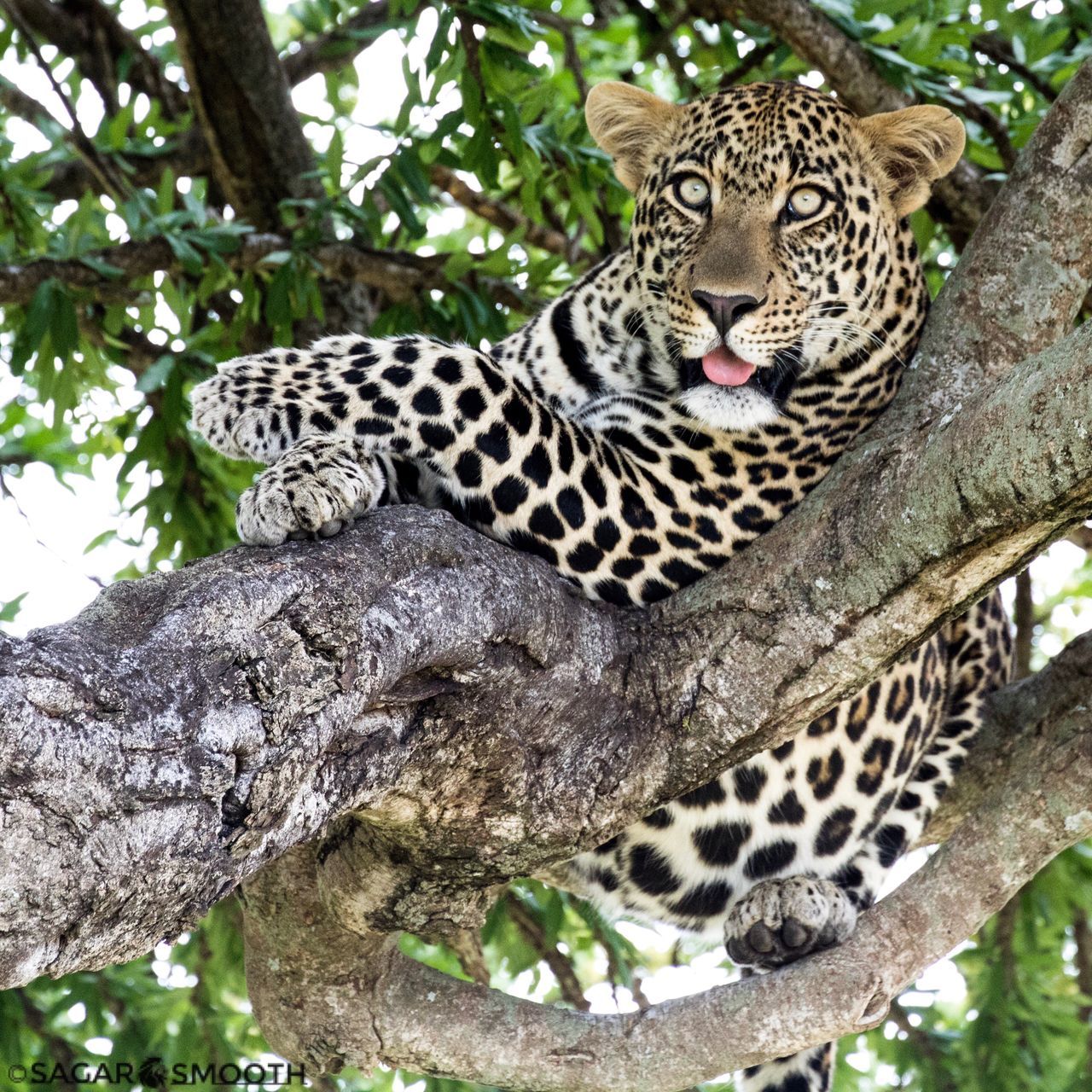 PORTRAIT OF GIRAFFE IN TREE