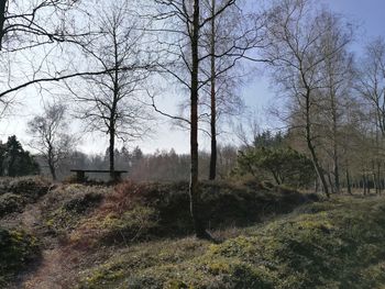 Plants by trees against sky