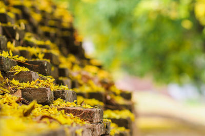 Close-up of yellow plant against blurred background