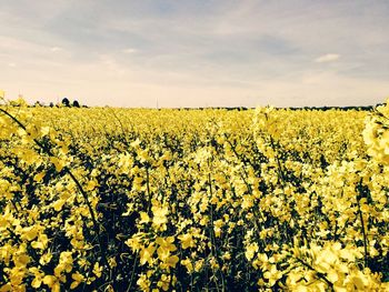 Scenic view of yellow flowers growing on field against sky