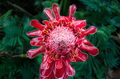 Close-up of red flower