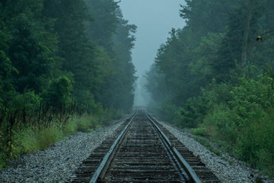 View of railroad tracks amidst trees