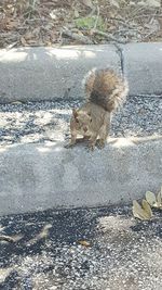 High angle view of squirrel