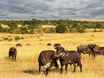 Buffalo in a field