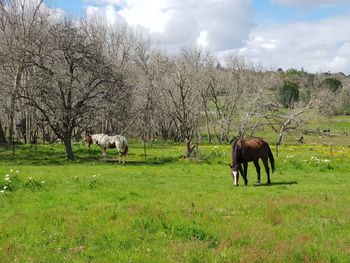 Horses grazing in a field