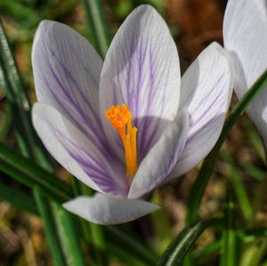 Close-up of white crocus flower