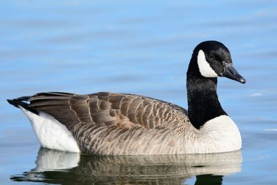 Close-up of canada goose swimming on lake