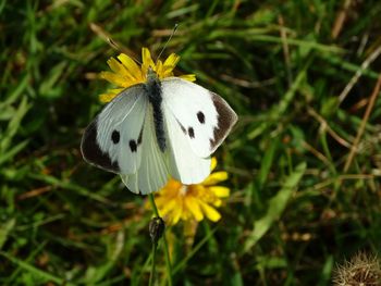 Close-up of butterfly perching on yellow flower