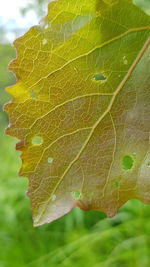 Close-up of raindrops on leaves