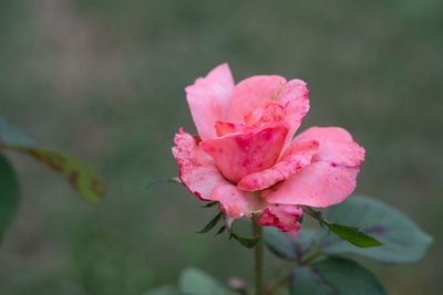 Pink rose closeup