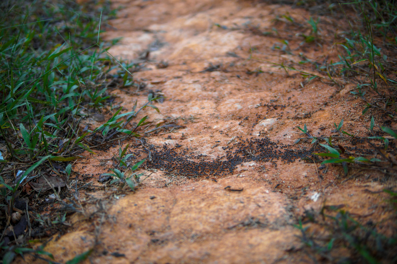 HIGH ANGLE VIEW OF GRASS ON FIELD