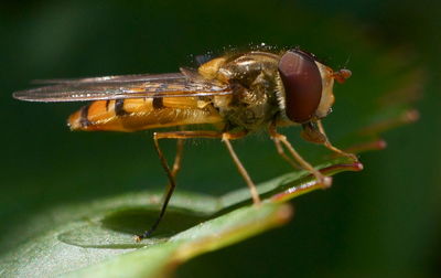 Close-up of insect on flower