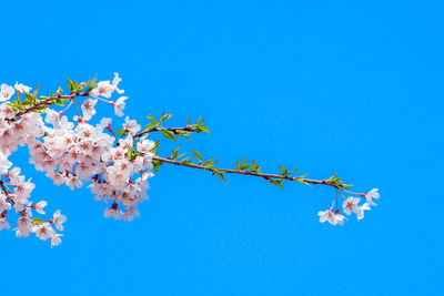 Low angle view of cherry blossom against blue sky