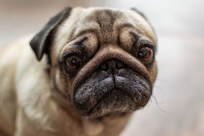 Close-up portrait of dog