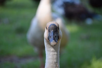 Close-up portrait of bird