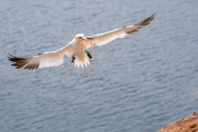 Seagulls flying over sea