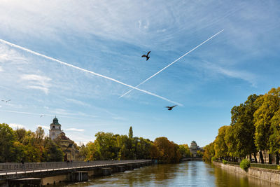 Birds flying over trees and plants against sky