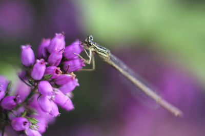 Close-up of insect on purple flower