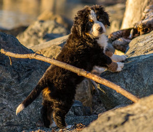 Dog lying on rock