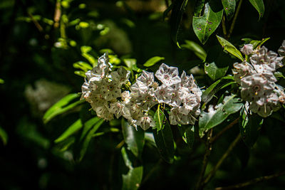 Close-up of white flowering plant