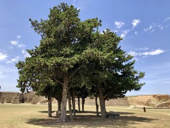 Trees on field against sky