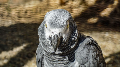 Close-up of eagle