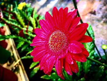 Close-up of pink flower blooming outdoors