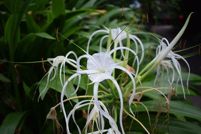 Close-up of white spider lily flowers blooming at park