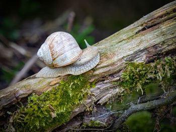 Close-up of snail on tree trunk