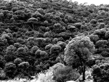 Plants and trees against sky